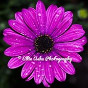 Ellie Asha Photography logo