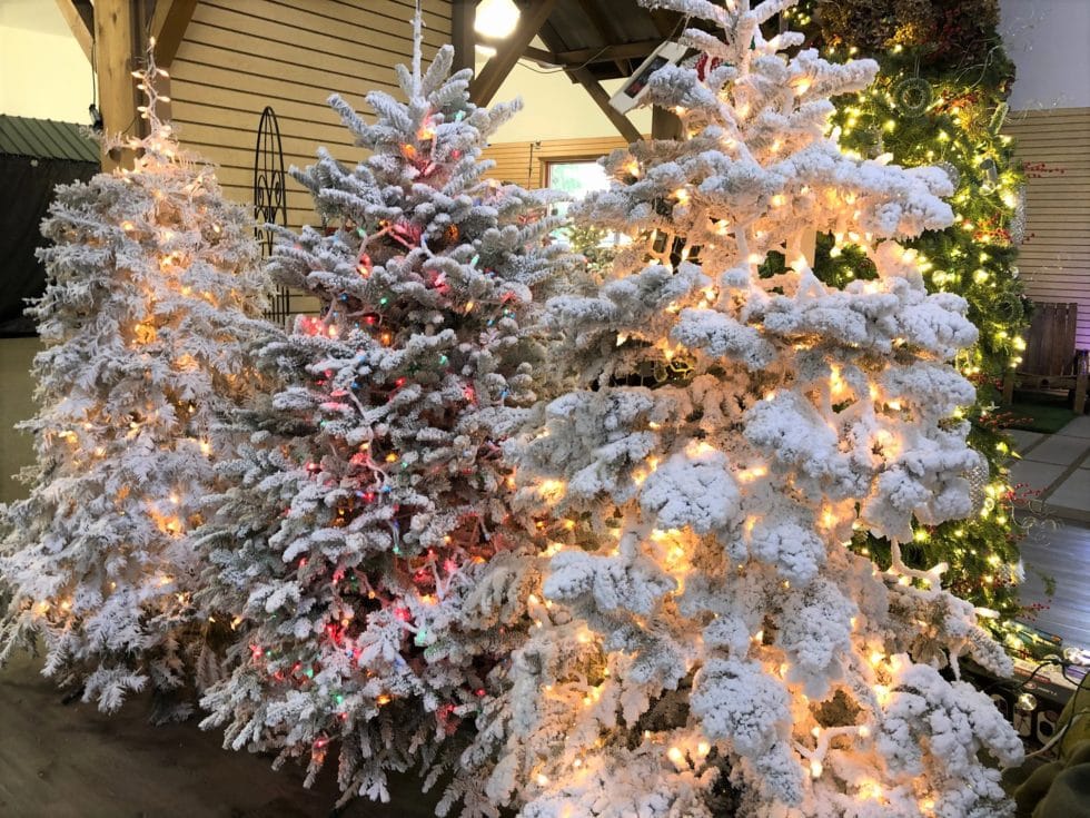 flocked Christmas trees