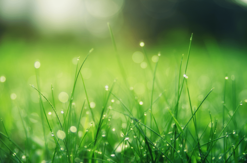 winter lawn Green Acres Landscape