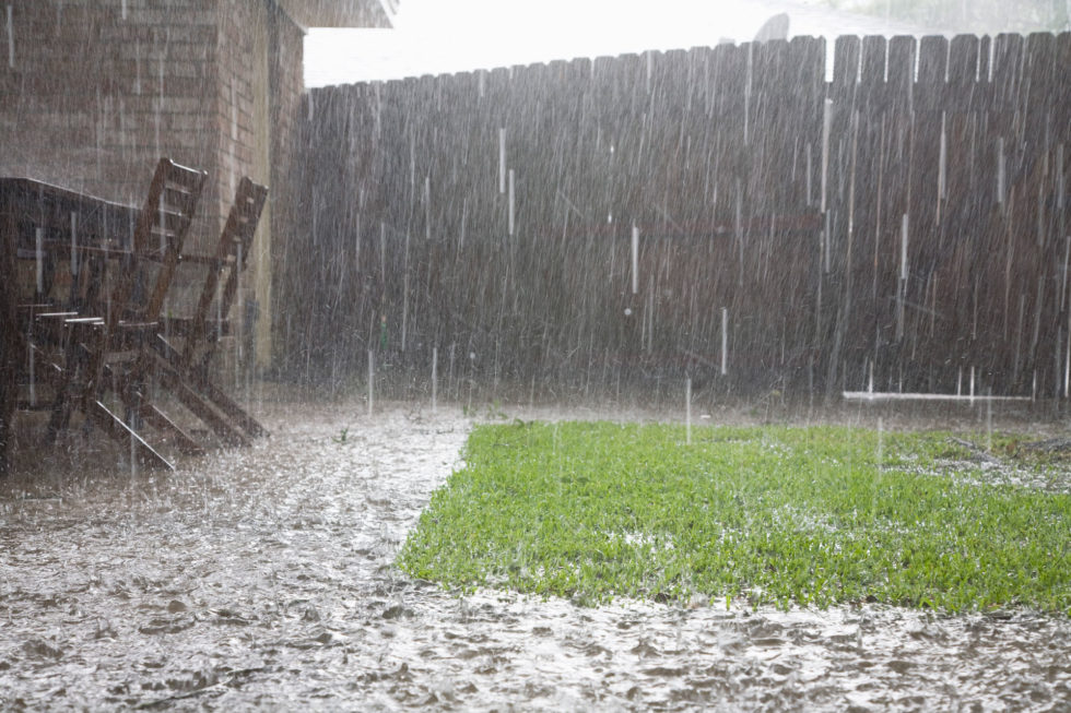 a rainy backyard