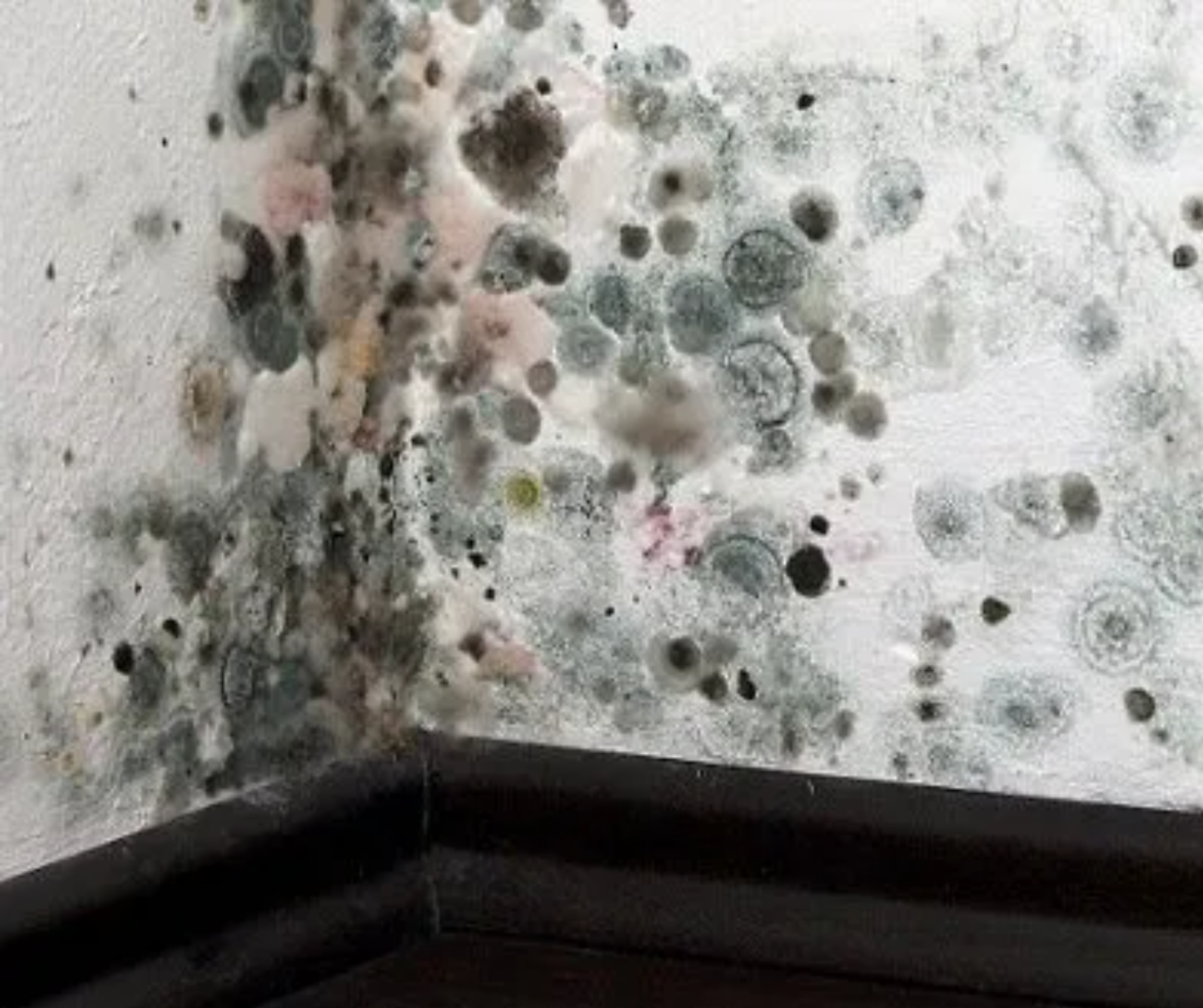 example of black mold