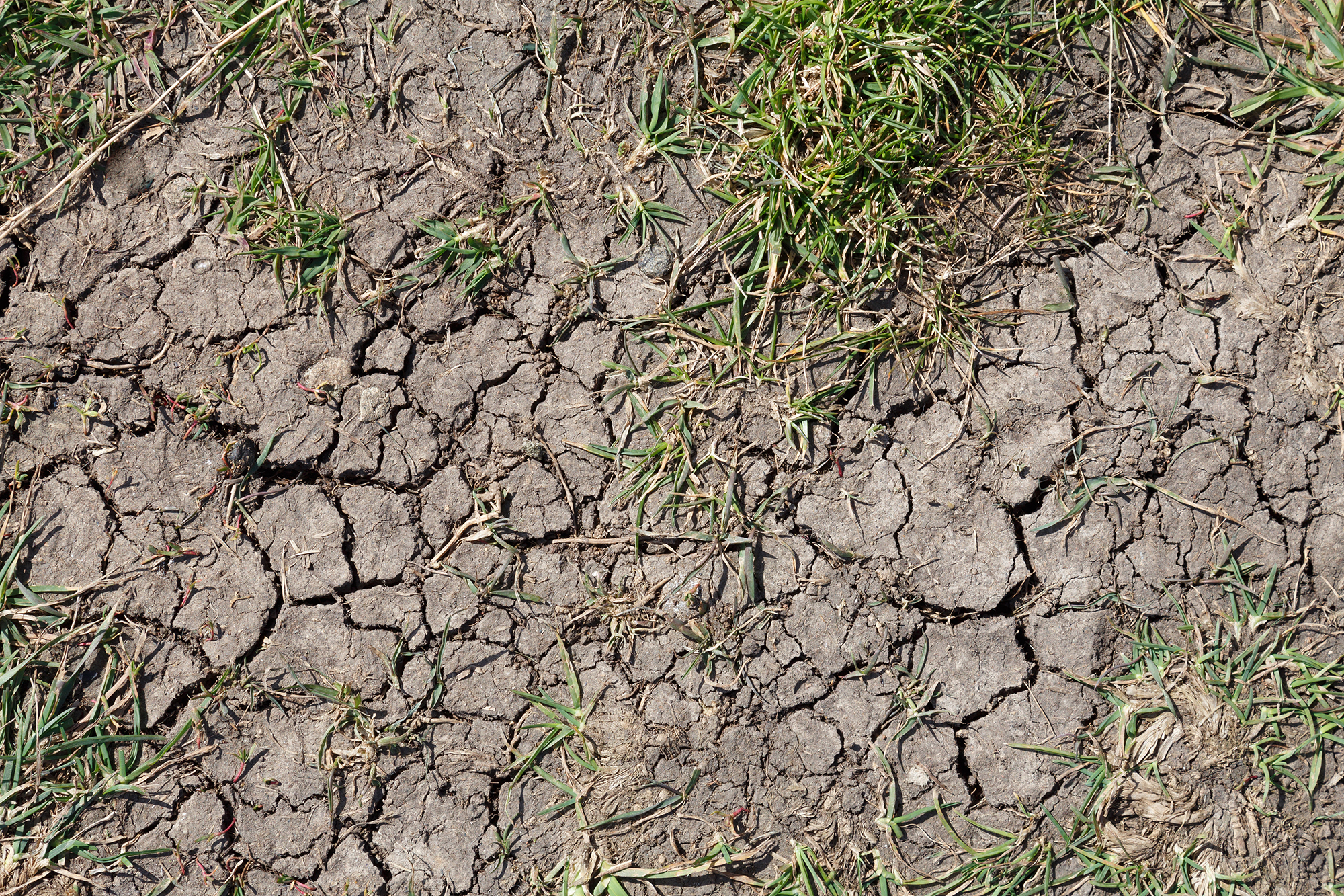 Dry Lawn Green Acres Landscape Inc