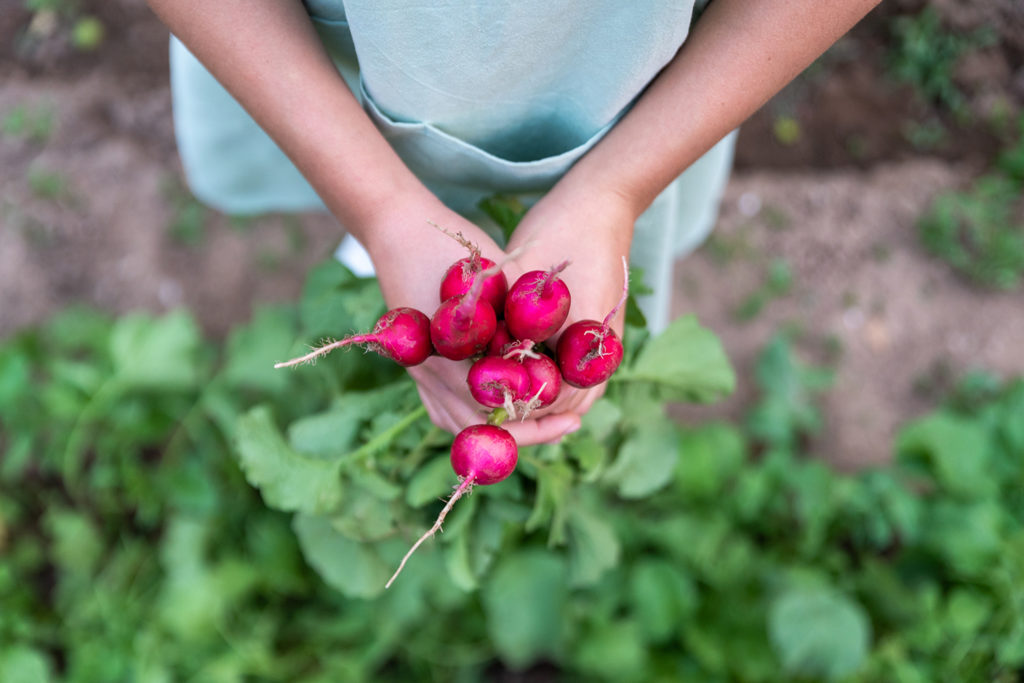 Vegetables for Small Gardens WhirLocal