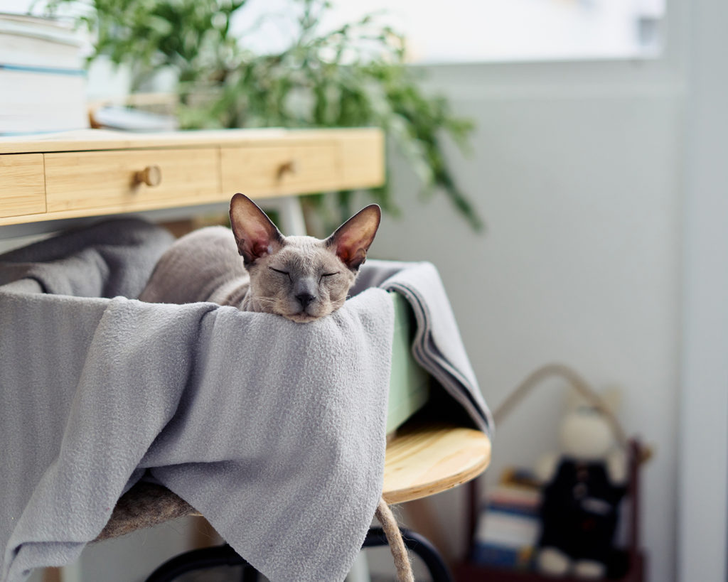 Hypoallergenic Pets WhirLocal