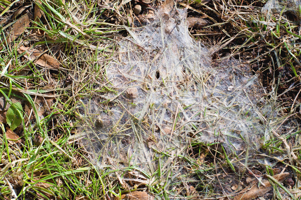 Lawn Mold Green Acres Landscape Inc