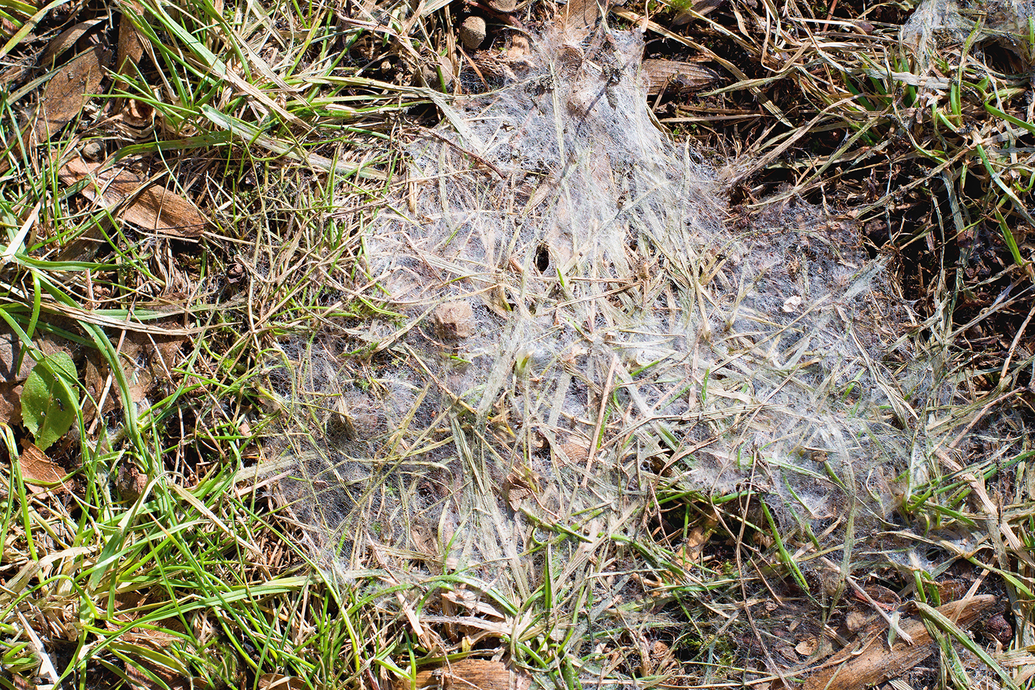 Lawn Mold Green Acres Landscape Inc