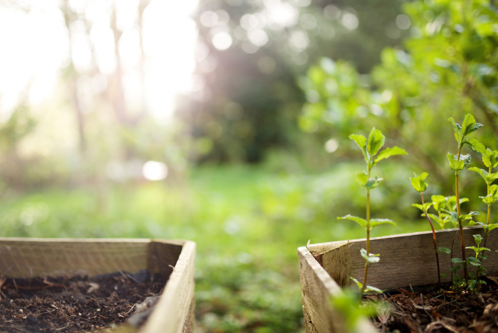 Raised Garden Beds WhirLocal