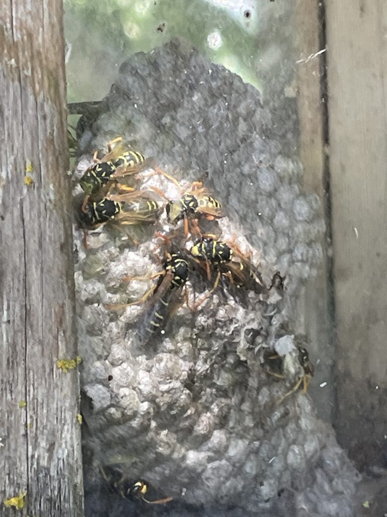 Hornets Keizer Oregon