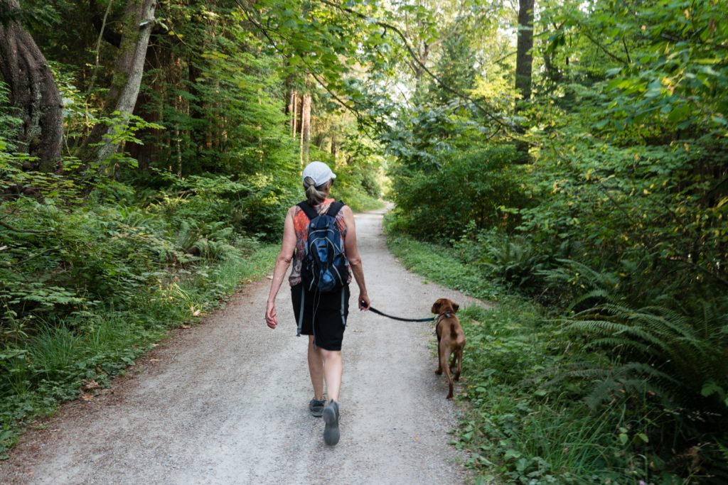 Dog being walked on a trail.