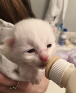 Kitten being bottle fed - Friends of Felines