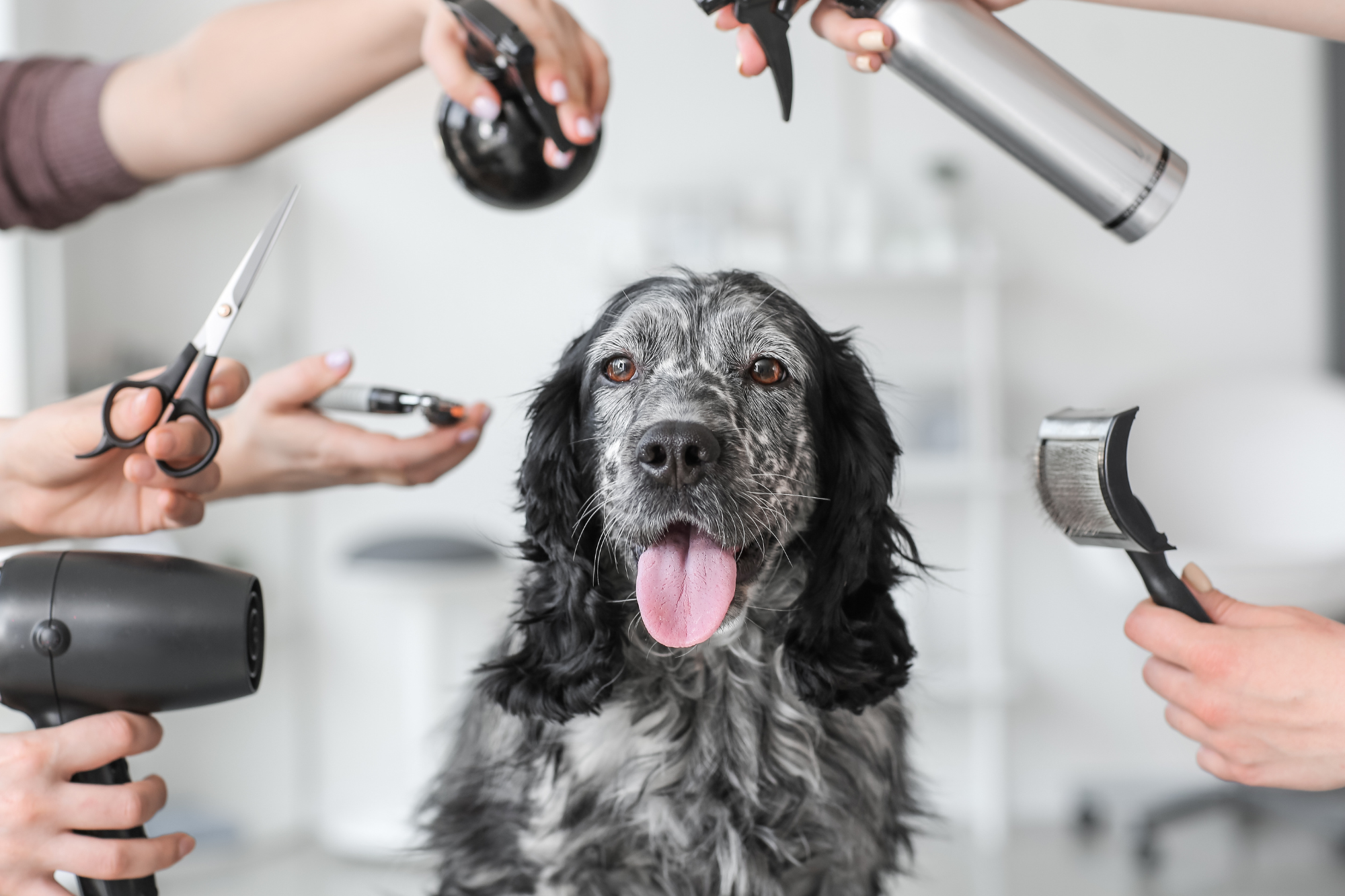 Pet Groomer Albany Oregon