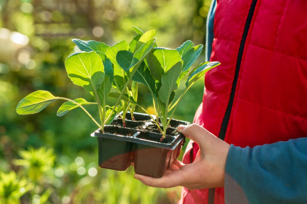 Vegetable starts