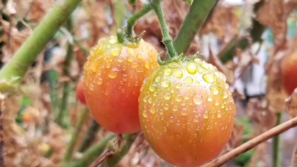 Fall Seed Swap